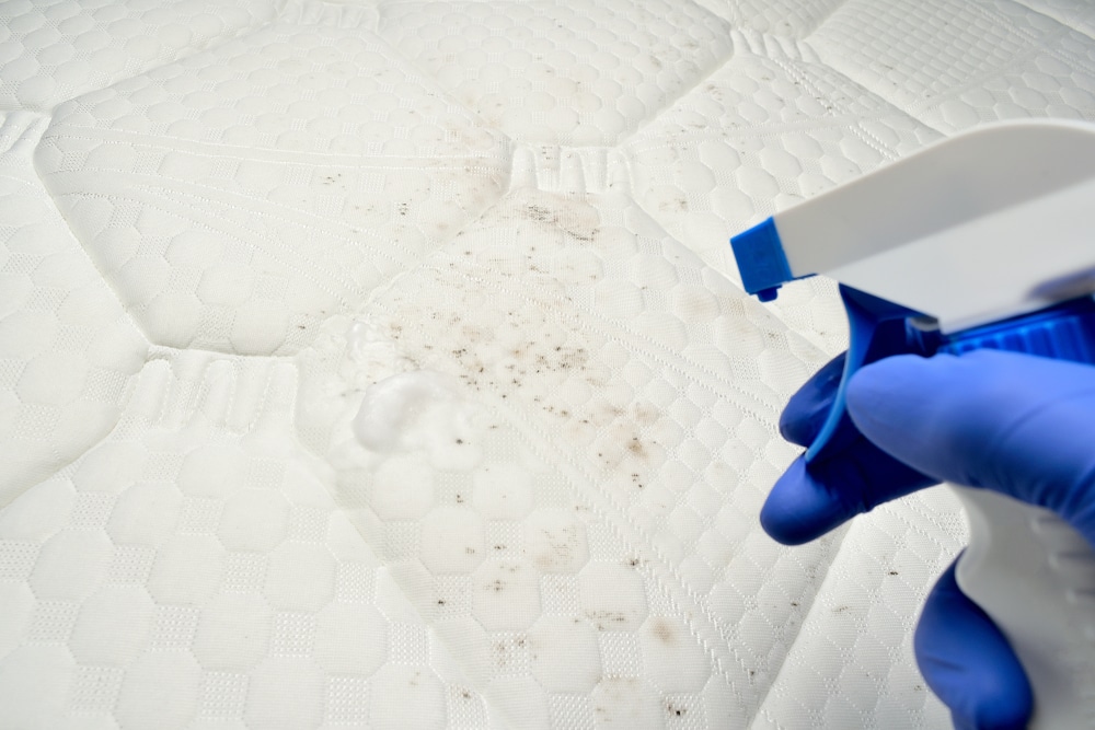 Prevent and Remove Mold from a Mattress